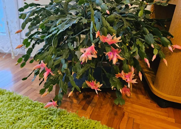 Apartman Noa